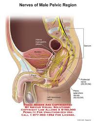Plexus And The Pudendal Nerve Buscar Con Google Plexus Products Hip Anatomy Human Body Anatomy