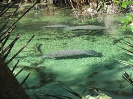 Florida springs, springs in florida, florida cave diving, manatee viewing. Blue Spring State Park Central Florida Around And About With Viv