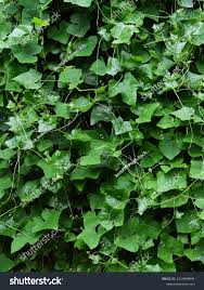 Image result for Coccinia grandis