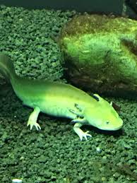 Maybe you would like to learn more about one of these? Water Dog Water Dog Fish Pet Dogs