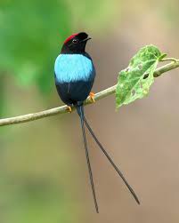 Image result for Liparis mulindana