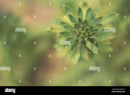 Image result for Monadenium lugardiae