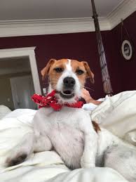 Black And Tan Jack Russell Puppies For Sale Scotland Zoe The Jack Russell Jack Russell Jack Russell Puppies Jack Russell Terrier