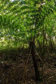 Image result for Cyathea thomsonii