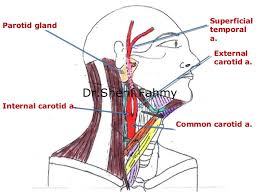A partial blockage is called carotid artery stenosis (narrowing). Carotid Arteries Anatomy Of The Neck