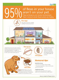 How to get rid of fleas in your bedroom. 95 Of Fleas In Your House Aren T On Your Pet Martinez Animal Hospital