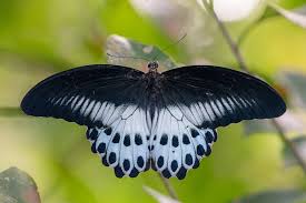 Butterflies are beautiful, flying insects with large scaly wings. Sri Lanka A Butterfly Tour Naturetrek