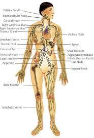 Lymphatic Drainage Massage Lymphatic Drainage Massage Lymphatic System Lymphatic Massage