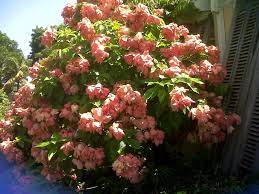 Mussaenda Pink Flowering Plant Nestreeo Com