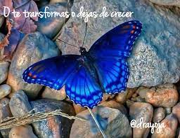 Transformarse Fotos De Mariposas Mariposa Azul Papel Pintado De Mariposa