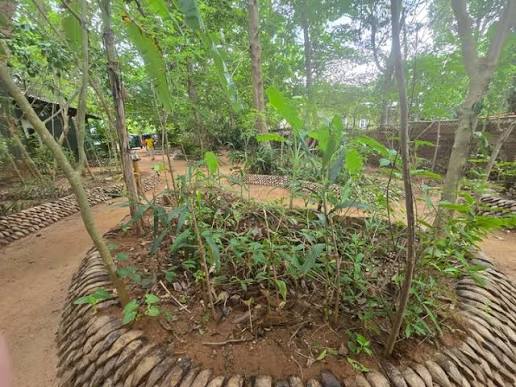 Inamaluwa village spice garden cinnamon pepper cloves nutmeg vanilla family farm Sri Lanka Cultural Triangle