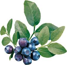как избавиться от сосудистой сетки на ногах в домашних условиях Blueberries Fruit Tea Party Blueberry