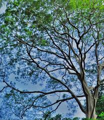 Bfc research and development sdn bhd, 'bfc' for short, is a company registered in malaysia and governed by an executive committee comprised of representatives from each of the member companies. Sapulut Forest Development Sdn Bhd å¸–å­ Facebook