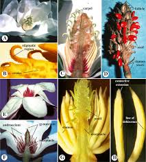 Image result for Magnoliaceae