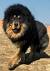 Long Haired English Mastiff