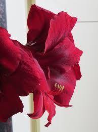 Image result for Hippeastrum sp. cultivars