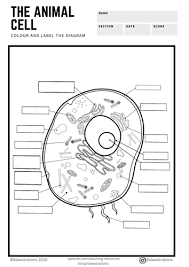 Check spelling or type a new query. The Animal And Plant Cells Colour And Label Diagram Teaching Resources