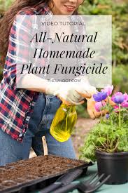 Natural Homemade Plant Fungicide Recipe The Whoot Fungicide Natural Homemade Natural Pesticides