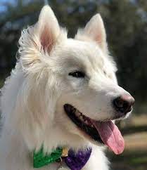 Malanees (alaskan malamute x great pyrenees) a powerful designer dog with noble appearance, it makes a loving and gentle companion for the children. 14 Great Pyrenees Mixed Breeds Massive Majestic Mixes