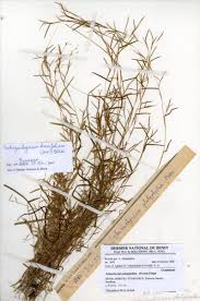 Image result for Schizachyrium brevifolium
