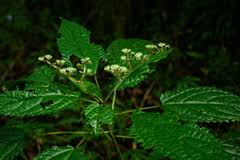 Image result for Laportea alatipes