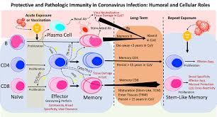 A covid‑19 vaccine is a vaccine intended to provide acquired immunity against severe acute respiratory syndrome coronavirus 2 (sars‑cov‑2), the virus causing coronavirus disease 2019. For An Effective Covid Vaccine Look Beyond Antibodies To T Cells Berkeley News