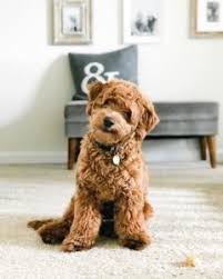 Miniature goldendoodle full size goldendoodle size my next dog. Which Goldendoodle Size Mini Medium Standard We Love Doodles