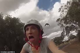 Although once considered to be three separate species, it is now considered to be one, with nine recognised subspecies. Magpies Are Seen Aggressively Swooping People In Recorded Attacks Daily Mail Online