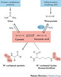 Ptms occur at distinct amino acid side chains or peptide linkages and are most often mediated. Mechanisms And Consequences Of Carbamoylation Nature Reviews Nephrology