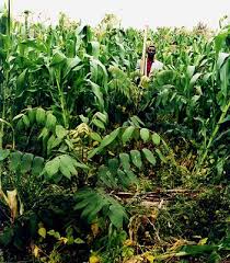 Image result for Polyscias fulva