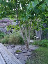 Mytusculum Plants Garden