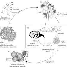 The fungus doesn't develop a resistance to the bacteria because the ants secrete a wax that takes away the mold which are the same antibiotics that humans have been using for only 60 years. Removal Of The Fungus Garden Parasite Escovopsis By Trachymyrmex Cf Download Scientific Diagram
