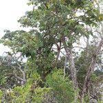 Image result for Markhamia obtusifolia