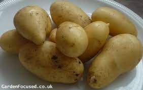 Is there really a tuber out there quite as tasty or as versatile as the arran pilot? Independent Assessment Of The Jazzy Potato Variety