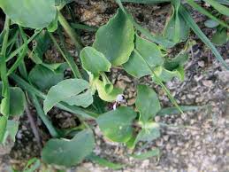 Image result for Commelina nyasensis