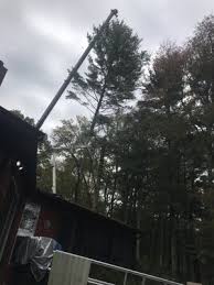 Warwick Tree Service 405 Arnold Rd Coventry Ri Tree Services Mapquest