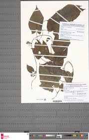 Image result for Dioscoreophyllum