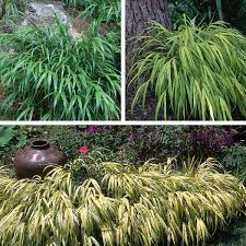 Hakone grass is a beautiful perennial grass with gracefully arching leaves that sway in the breeze. Hakone Grass Japanese Forest Grass Hakonechloa Macra My Garden Life