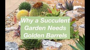 Large barrel cacti generally need multiple people involved. How Old Is That Barrel Cactus Youtube