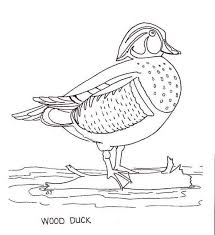 Stock colors are listed in the variations drop down menu. Wood Duck Coloring Pages Duck Coloring Pages Duck Coloring Animal Coloring Pages