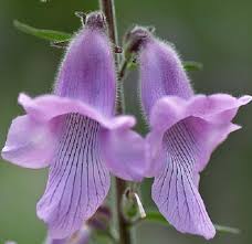 Image result for Ceratotheca triloba