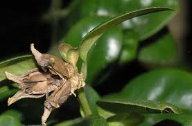 Image result for Buxaceae