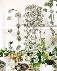 Pin On Dream Plants