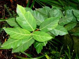 Image result for Ficus fischeri
