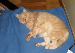 Try the craigslist app » android ios. Lost Found On Craigslist Earring Found Cat Missing Pigeon Found Walnut Creek Ca Patch