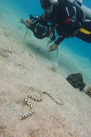 Wild dive eilat is one of israel's leading dive safari companies and also offers a range of desert tours in and around eilat. Scuba Diving In Eilat Israel S Gulf Of Aqaba Alex In Wanderland Eilat Diving Scuba Diving
