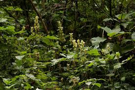 Image result for Mimulopsis