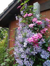 Check spelling or type a new query. Clematis Prince Charles With Ville De Lyon Clematis Garden Forum Beautiful Flowers Garden