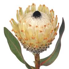 Image result for Protea micans