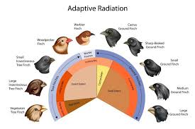 The different beaks of birds are due to the natural selection of their environment in which they live.
